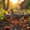 PDF – Quail Farming For Beginners