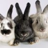 PDF – Raising Rabbits By Katie Holcomb